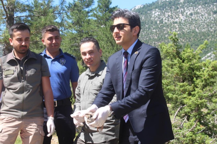 Doğal Hayatın Korunması ve Biyolojik Çeşitliliğin Artırılması Amacıyla, İbradı İlçemizde Doğaya 800 Adet Keklik Salımı Gerçekleştirildi.